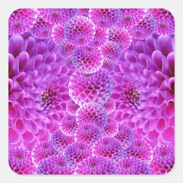 Pink PomPom Dahlia Flowers Square Sticker (Front)