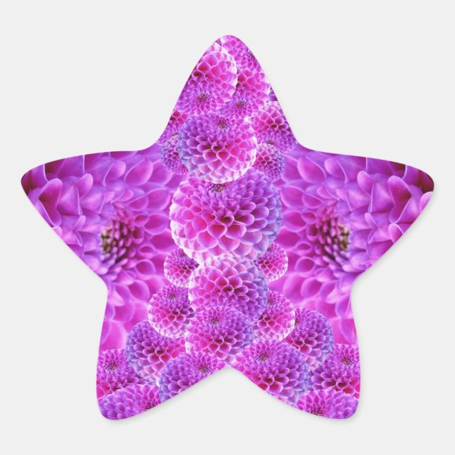 Pink PomPom Dahlia Flowers Star Sticker (Front)