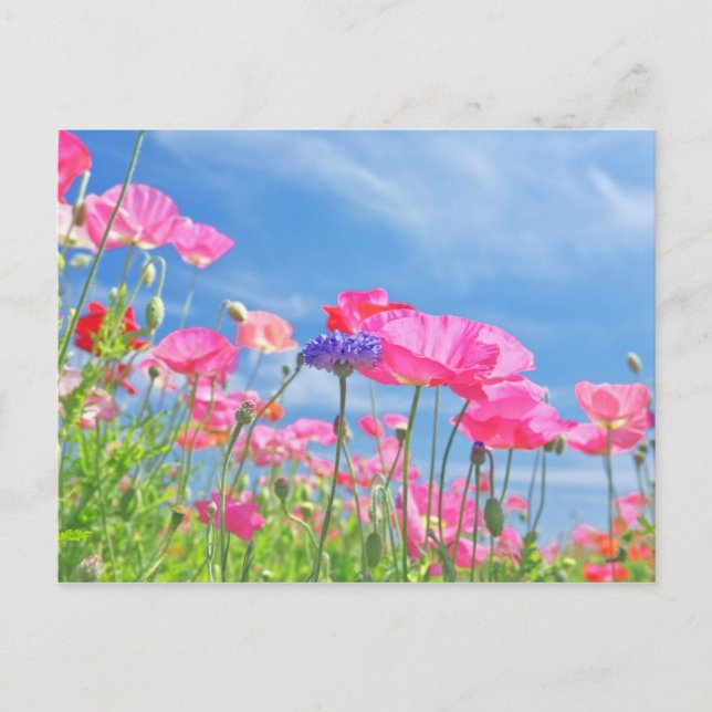 Pink Poppies and Blue Sky 2 Postcard (Front)