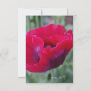 Pink Poppy Card
