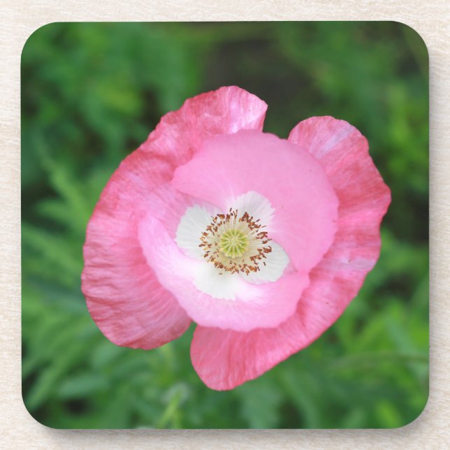 Pink Poppy Coaster (Front)