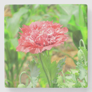 Pink Poppy Flower in Bloom Stone Coaster