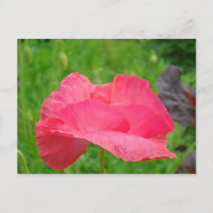 Pink Poppy Flower postcards Green Meadow