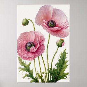 Pink Poppy Flowers Art Print Poster
