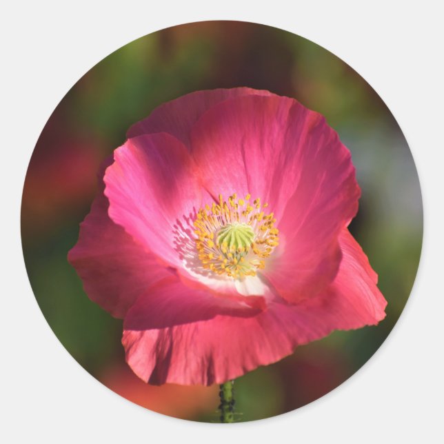Pink Poppy in the Sunshine Photograph Classic Round Sticker (Front)