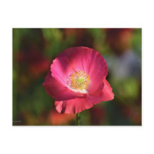 Pink Poppy in the Sunshine Photograph