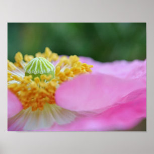 Pink Poppy Macro Photographic Art Print