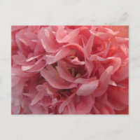Pink Poppy Petals