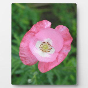 Pink Poppy Plaque