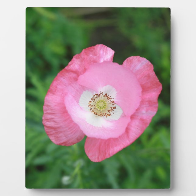 Pink Poppy Plaque (Front)