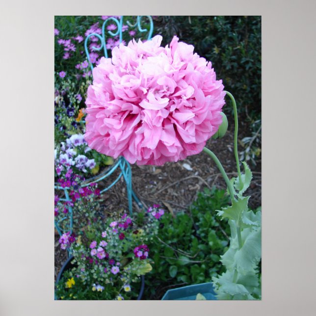 Pink Poppy Poppies Spring Flower Floral Garden Poster (Front)