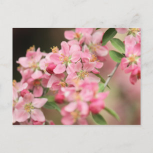 Pink Postcard
