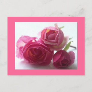 Pink Postcard