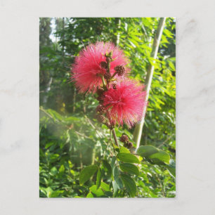Pink Powder Puff Postcard
