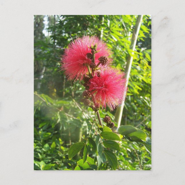Pink Powder Puff Postcard (Front)