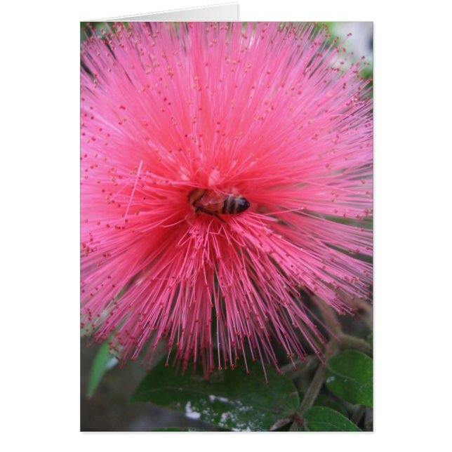 Pink Powderpuff and Bumble Bee (Front)