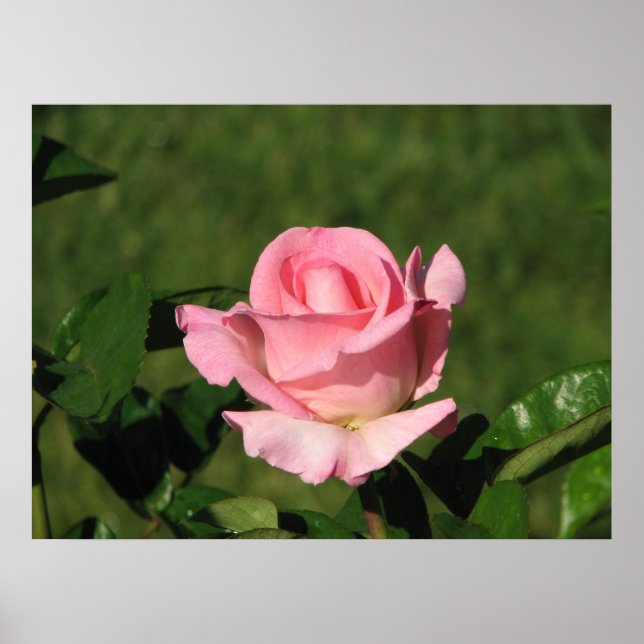 Pink Promise Hybrid Tea Rose 132 Poster (Front)