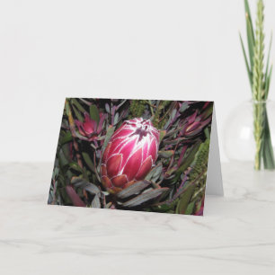 Pink Protea Flower Card