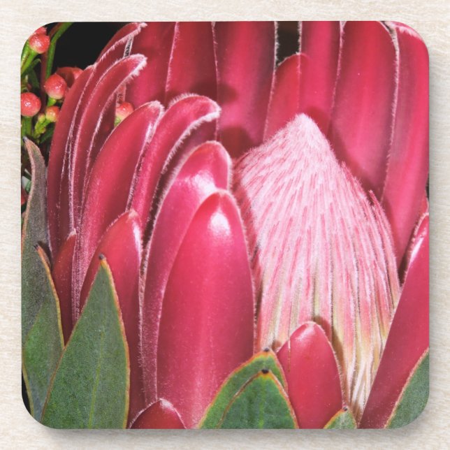 Pink Protea Flower Coaster (Front)