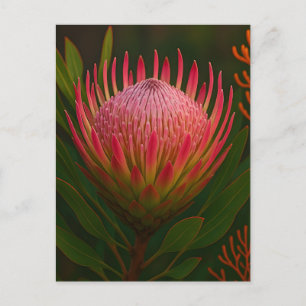 Pink Protea Flower Exotic Bloom Postcard