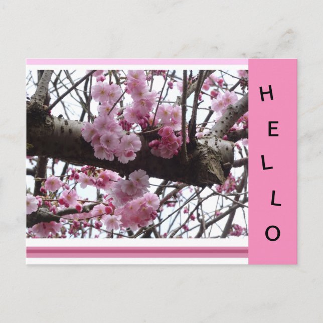 Pink Prunus Blossoms HELLO Carte Postale (Devant)