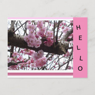 Pink Prunus Blossoms HELLO Postcard