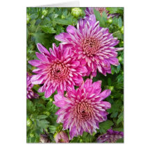 Pink-Purple Chrysanthemums with Raindrops Card
