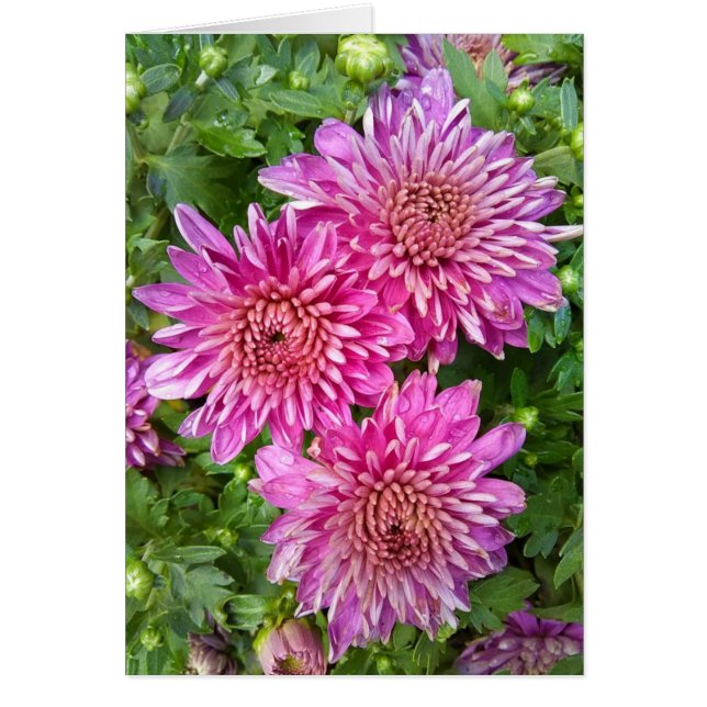 Pink-Purple Chrysanthemums with Raindrops Card (Front)