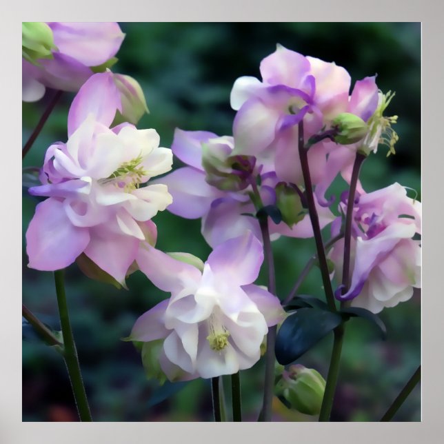 Pink Purple Columbine flowers Poster (Front)
