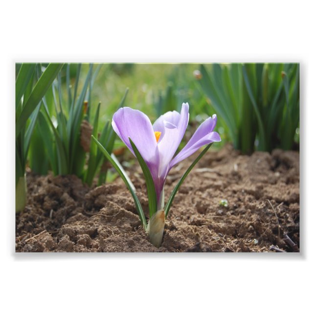 Pink Purple Crocus Vernus Flower Photo Print (Front)