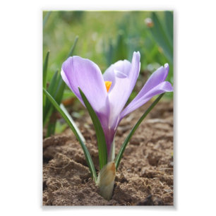 Pink Purple Crocus Vernus Flower Photo Print