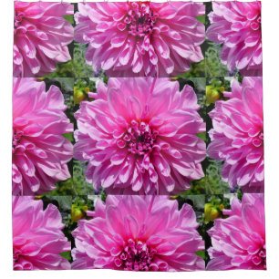 Pink Purple Dhalia Flower Shower Curtains