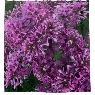 Pink purple lilacs   romantic pink floral photo