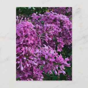 Pink purple lilacs   romantic pink floral photo postcard