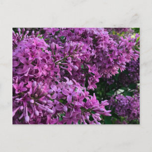 Pink purple lilacs   romantic pink floral photo postcard