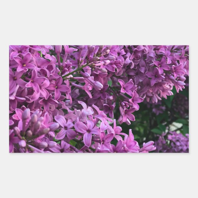 Pink purple lilacs | romantic pink floral photo sticker (Front)