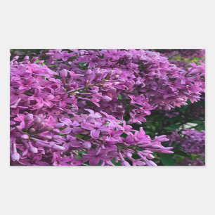 Pink purple lilacs   romantic pink floral photo sticker