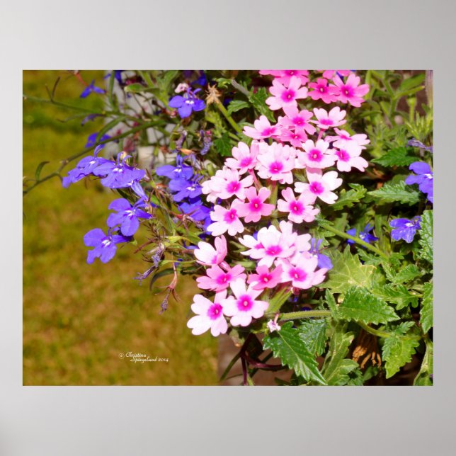 Pink purple Phlox flowers Poster or Print (Front)
