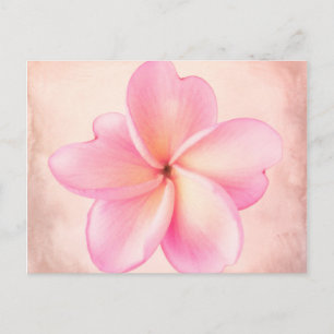 Pink Purple Plumeria Flower Pink Background Postcard