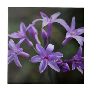 Pink Purple Wild Garlic Flowers Floral Tile