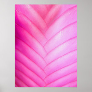Pink Quill Bromeliad Poster