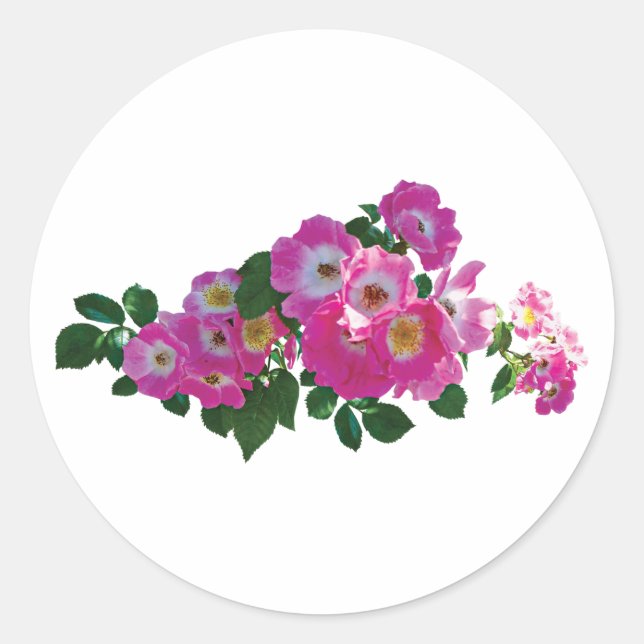 Pink Rambler Rose Classic Round Sticker (Front)