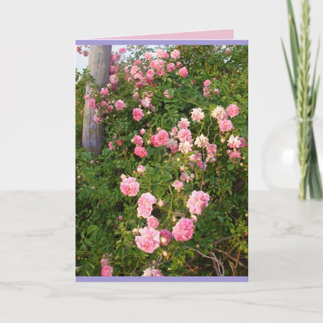Pink Rambling Roses Rose Garden flowers Card (Front)