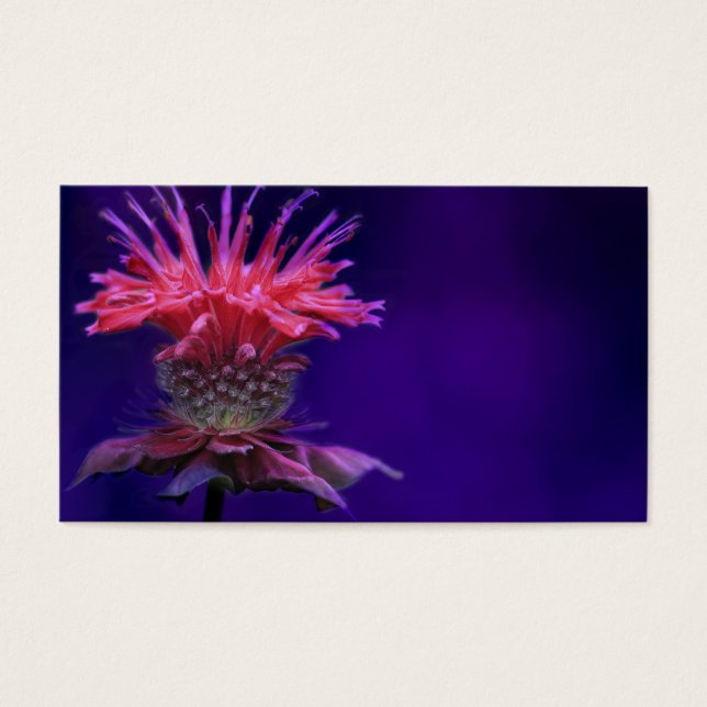 Pink Raspberry Wine Bee Balm Flower on Purple (Front)