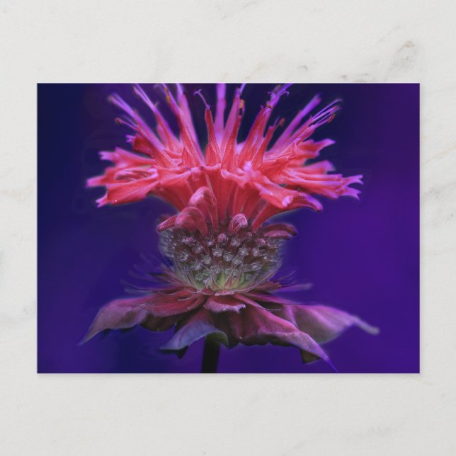 Pink Raspberry Wine Bee Balm Flower on Purple Postcard (Front)