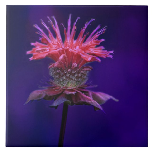 Pink Raspberry Wine Bee Balm Flower on Purple Tile (Front)