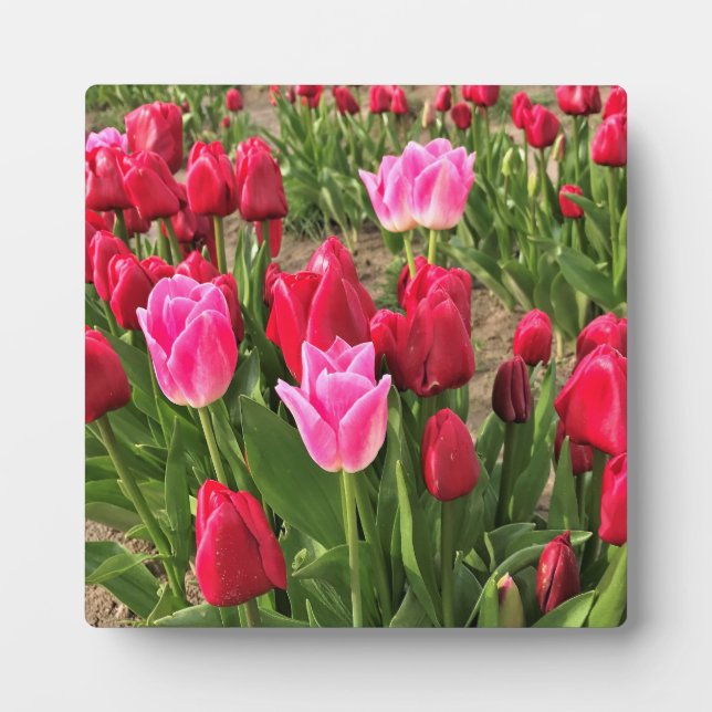 Pink & Red Tulips Plaque (Front)