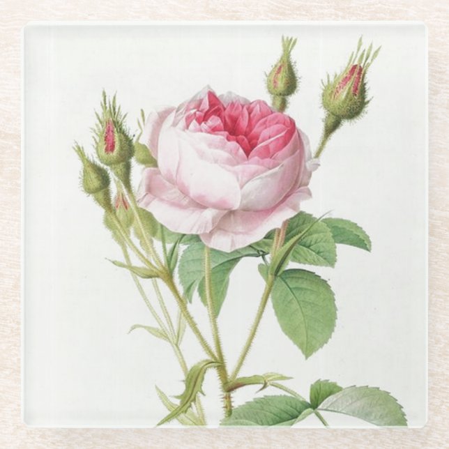 Pink Redoute Rose Glass Coaster (Front)