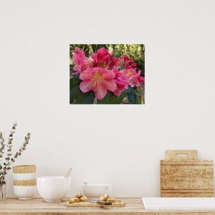 Pink Rhododendron Blooms Floral Poster
