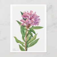 Pink Rhododendron Botanical Illustration
